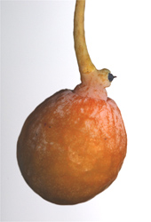 Mi