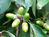 RĩhO