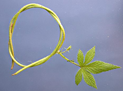 カナムグラの茎の輪