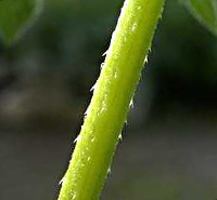 カナムグラの茎